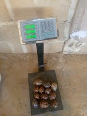 Cowries - Image 1