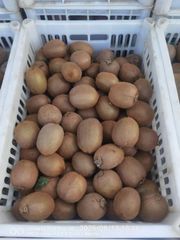 FRESH KIWIFRUIT FOR SALE!! CLASS 1 EXPORT QUALITY FRESH KIWIFRUIT NOW READY FOR EXPORT – product photo 4, product detail gallery