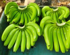 Fresh Banana – product photo 1, product detail gallery