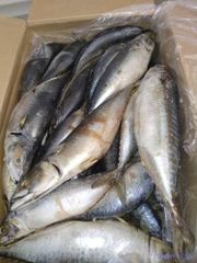 Mackerel - Image 1