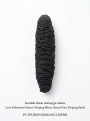 Dried Sea Cucumber - Image 7