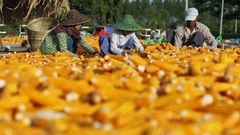 Yellow Maize - Image 1