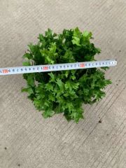 Live Plants Asplenium Nidus Fern Fire Work Bonsai - Image 3
