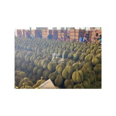 Fresh Durian Durian Whole Fruit Sweet Taste Export From Vietnam Durian Monthong/ Ri6 – product photo 3, product detail gallery
