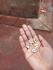 Soybeans Origin South Africa Sowing Depth 2-3 Cm Protein Content 29-30% Features GMO-Free, Organic Yield 2-4 Tons Per Hectare - Image 3
