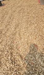 Dried ginger slices - Image 1