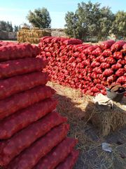 Premium Fresh Egyptian Red Onion for Export – product photo 4, product detail gallery