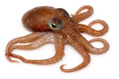 Block Frozen Octopus - Image 1