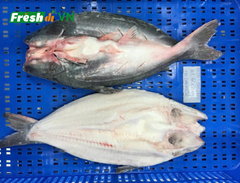 Frozen Butterflied Pangasius / Split Pangasius - Image 2