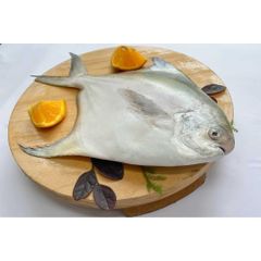FROZEN POMFRET WHOLE ROUND HIGH QUALITY and GOOD PRICE for WHOLESALE Silver Pomfret. - Image 5