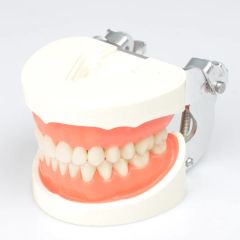 Dynamic Dental Teching Tooth Model for Clinic Use Origin China Material PVC Certification CE Trademark DYNAMIC Model NO. DYNAMIC - Image 1