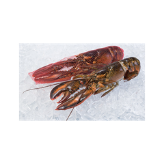 High quality raw whole lobster arranged for bulk sale with careful handling - Image 5