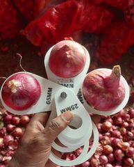Onion – product photo 1, product detail gallery