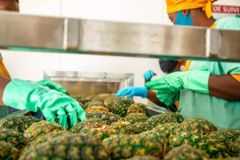 Fresh Pineapple MD2 variety from Cote D'Ivoire/Ivory Coast – product photo 2, product detail gallery