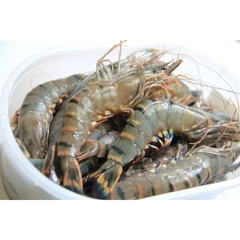 Frozen Seafood of Tiger Prawn from Indonesia Sea From 10 to 25 kg with IIQF/BQF, and master cartoon packing - Image 2