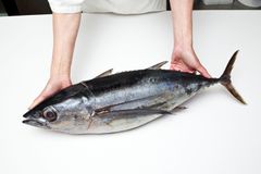 TUNA FISH Type Frozen Tuna Fish Ingredients Frozen Tuna Fish Form Fresh, Canned, And Frozen Application Various Culinary Applications - Image 2
