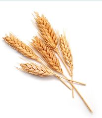 Wheat 12.5% Protein – Premium Milling Wheat Protein Min 11.5% Moisture Max 12.0% Wet Gluten Min 22% Weed Content Max 2% Foreign Matter Max 5% - Image 3