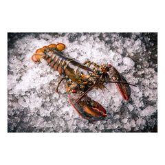 Premium quality raw whole lobster prepared for bulk buyers with fast delivery - Image 1