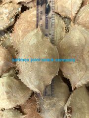 Premium Dried Crab Shell Eco- Friendly for Stuffing & Decoration - Image 5
