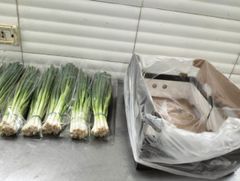 Spring Onion (Green Onion) Origin Egypt Shelf Life Excellent Quality Export Quality Quality Standard European Export Standards - Image 2