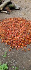Crude palm oil - Image 1