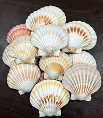 Natural Eco-Friendly Polished Folk Art Scallop Seashells White Yellow Shell Collection for DIY Crafts Home Decor Wedding - Image 2
