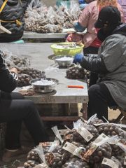 Fresh Sugar chestnut - Image 5