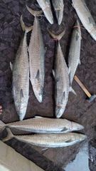 Spanish Mackerel (batang fish) - Image 1