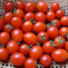 High Quality Fresh  Red Tomatoes for Wholesale - Image 3