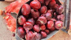 Fresh Onion – product photo 3, product detail gallery