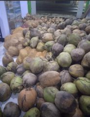 Semi Husked Coconut – product photo 2, product detail gallery