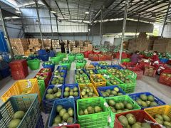 Song Nam ITD expands green skin pomelo exports  – Your Trusted Pomelo Export Partner - Image 5