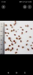 Juniper berries - Image 3