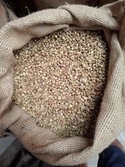 Robusta Green Coffee Bean - Origin Java, Indonesia, PT Harvest Nusa Trading, Lets Connect - Image 2