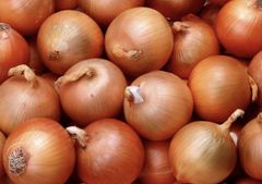 Golden onion - Image 1
