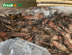 Frozen Black Squid Size 10-15 Color Black Quality High Origin Vietnam Port Cat Lai Port Freshness Level Frozen Packaging 10kgs/carton - Image 3
