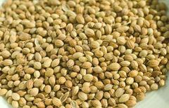 Premium Indian Coriander Seeds – Bulk Export Supply from India - Image 1