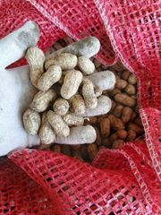 frozen peanuts - Image 1