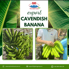 Vietnam Fresh Cavendish Banana Direct From Farm, Bulk Export, Reliable Supplier – product photo 1, product detail gallery
