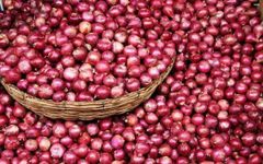 Onion – product photo 1, product detail gallery