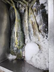 Seafood – product photo 1, product detail gallery
