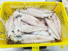 Squid Loligo (Block) - Image 4