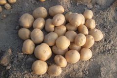 Potato (Granola) Grade 80 gm up Size Range 80-150g+ Crop Year Cultivation-2025 Packaging 10 , 15 and 20 kgs Delivery Lead Time 7 Or 10 Days After Supply Order - Image 1