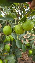 Guava fruit - Image 1