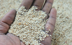 Sesame Seeds – product photo 1, product detail gallery