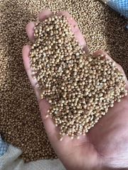 Coriander - Image 1