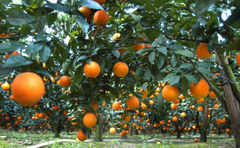 pomelo  grapefruit  newhall orange – product photo 1, product detail gallery
