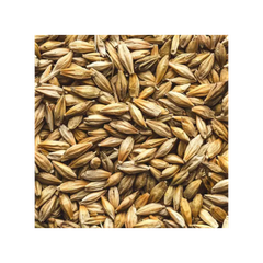 Barley grain wholesale stock available in bulk bags and containers - Image 3