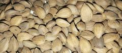 Bitter or sweet Apricot kernel - Image 2
