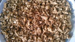 ORGANIC DRY CHICORY ROOT Organic Yes Freshness Level Fresh Quality Grade Usd, Inr Minimum Order Quantity 10000 Kg Origin Belgium, France, Germany, India, Italy - Image 1